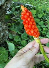 Arum italicum