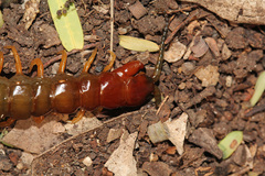 Cormocephalus brachycerus