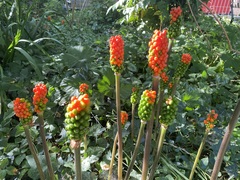 Arum italicum