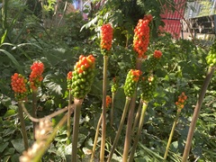Arum italicum