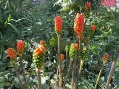 Arum italicum