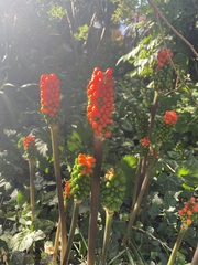 Arum italicum