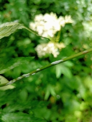 Podosphaera filipendulae