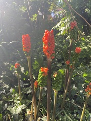 Arum italicum