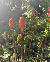 Arum italicum
