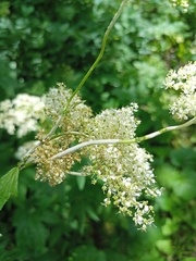 Podosphaera filipendulae