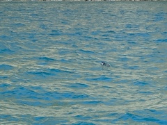 Eudyptula minor variabilis