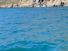 Eudyptula minor variabilis