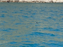 Eudyptula minor variabilis