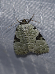 Leuconycta diphteroides