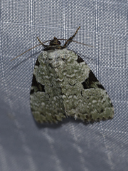 Leuconycta diphteroides