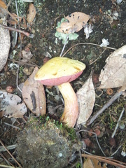 Chalciporus piperatus var. amarellus image