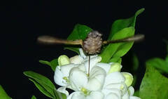 Macroglossum vacillans