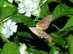 Macroglossum vacillans