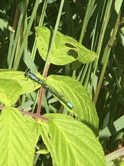 Coenagrion resolutum