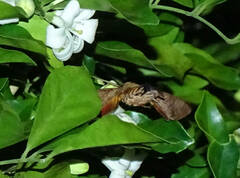 Macroglossum vacillans