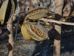 Brachychiton megaphyllus