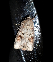 Trichordestra legitima