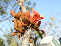 Brachychiton megaphyllus