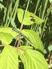 Coenagrion resolutum