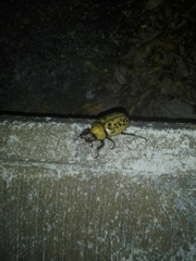 Dynastes hyllus