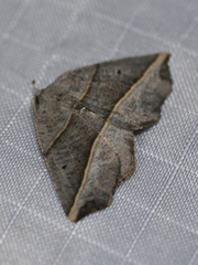 Metanema determinata