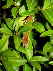 Furcifer willsii
