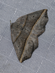 Metanema determinata