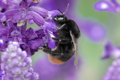 Bombus lapidarius