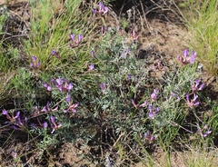 Astragalus temirensis