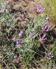 Astragalus temirensis
