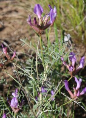 Astragalus temirensis