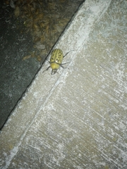 Dynastes hyllus