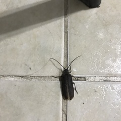 Microplophorus magellanicus