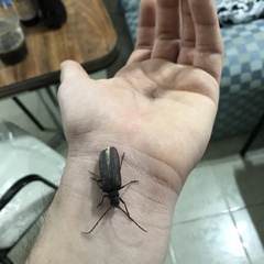 Microplophorus magellanicus