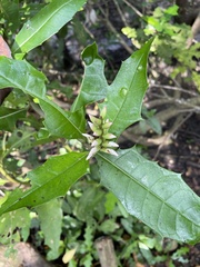 Acanthus ebracteatus
