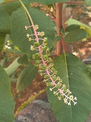 Phytolacca americana