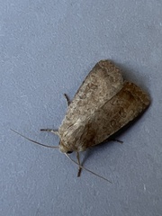 Hoplodrina blanda