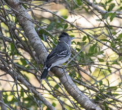 Thamnophilus sticturus