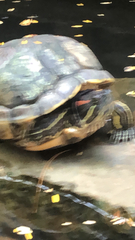 Trachemys scripta elegans