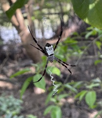 Argiope mangal