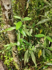 Tarenna mollissima