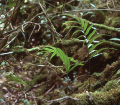 Selliguea taeniata