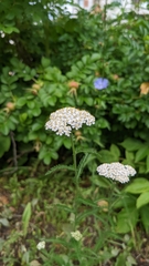 Achillea millefolium