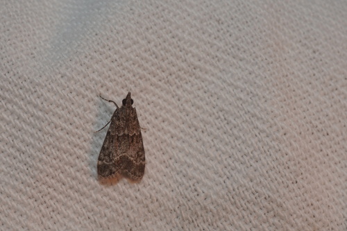 Eudonia mercurella