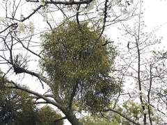Viscum album