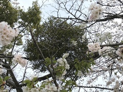 Viscum album
