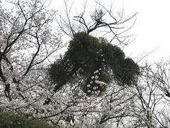 Viscum album