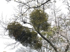 Viscum album