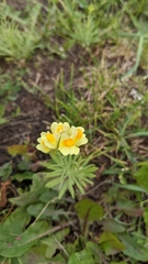 Linaria vulgaris